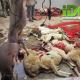 Sementara di Jonggol, daging qurban dibagikan kepada Beberapa ekor kambing qurban disembelih di halaman kantor IDC untuk disalurkan kepada warga binaan dakwah di kecamatan Suka Resmi Jonggol, antara lain: Desa Tanjakan Gombong, desa Menteng Wetan dan desa Menteng Kulon. Sementara di Jonggol, daging qurban dibagikan kepada Beberapa ekor kambing qurban disembelih di halaman kantor IDC untuk disalurkan kepada warga binaan dakwah di kecamatan Suka Resmi Jonggol, antara lain: Desa Tanjakan Gombong, desa Menteng Wetan dan desa Menteng Kulon.