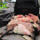 Sementara di Jonggol, daging qurban dibagikan kepada Beberapa ekor kambing qurban disembelih di halaman kantor IDC untuk disalurkan kepada warga binaan dakwah di kecamatan Suka Resmi Jonggol, antara lain: Desa Tanjakan Gombong, desa Menteng Wetan dan desa Menteng Kulon. Sementara di Jonggol, daging qurban dibagikan kepada Beberapa ekor kambing qurban disembelih di halaman kantor IDC untuk disalurkan kepada warga binaan dakwah di kecamatan Suka Resmi Jonggol, antara lain: Desa Tanjakan Gombong, desa Menteng Wetan dan desa Menteng Kulon.