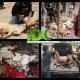 Sementara di Jonggol, daging qurban dibagikan kepada Beberapa ekor kambing qurban disembelih di halaman kantor IDC untuk disalurkan kepada warga binaan dakwah di kecamatan Suka Resmi Jonggol, antara lain: Desa Tanjakan Gombong, desa Menteng Wetan dan desa Menteng Kulon. Sementara di Jonggol, daging qurban dibagikan kepada Beberapa ekor kambing qurban disembelih di halaman kantor IDC untuk disalurkan kepada warga binaan dakwah di kecamatan Suka Resmi Jonggol, antara lain: Desa Tanjakan Gombong, desa Menteng Wetan dan desa Menteng Kulon.