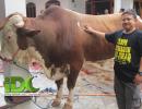 Qurban Sapi Limousine 900 Kg untuk Warga Binaan Dakwah