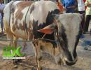 Qurban IDC untuk Santri di Pesantren Al-Muttaqin Jepara