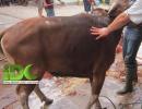 Qurban IDC di Daerah Binaan Dakwah di Jonggol Kabupaten Bogor