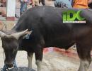 Qurban IDC di Daerah Binaan Dakwah Pinggiran Bekasi (1)