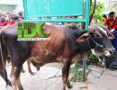 Qurban IDC di Daerah Binaan Dakwah Pinggiran Bekasi (2)