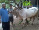 Qurban IDC di Daerah Rawan Pemurtadan Blitar Selatan